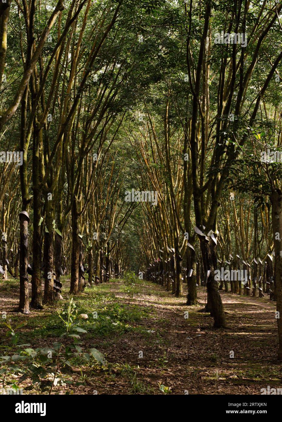 Rubber trees in rubber plantation Stock Photo Alamy