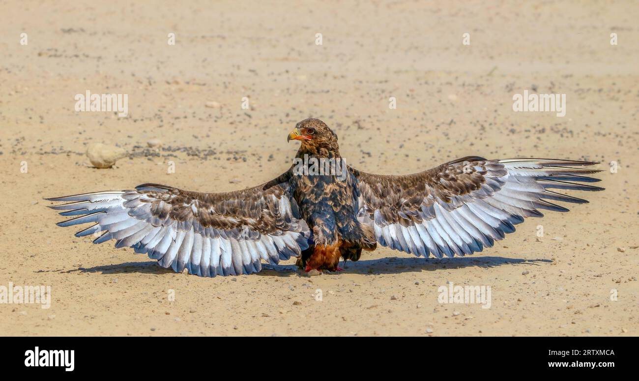 Bateleur Eagle (Terathopius ecaudatus) sunning and anting with outstretched wings, Kgalagadi Transfrontier Park, South Africa Stock Photo