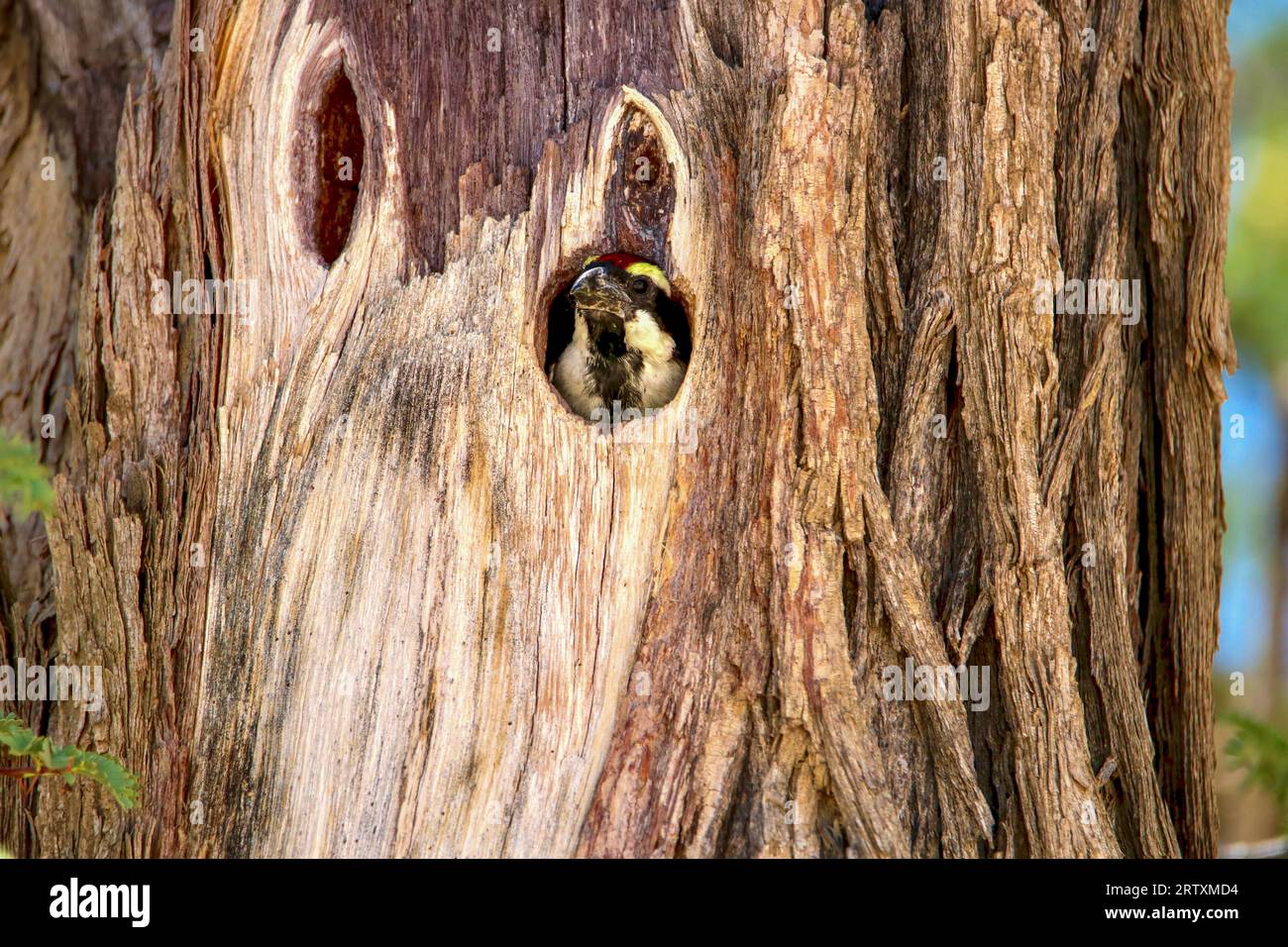 Acacia Pied Barbet (Tricholaema leucomelas) in nest hole, Kgalagadi Transfrontier Park, South Africa Stock Photo
