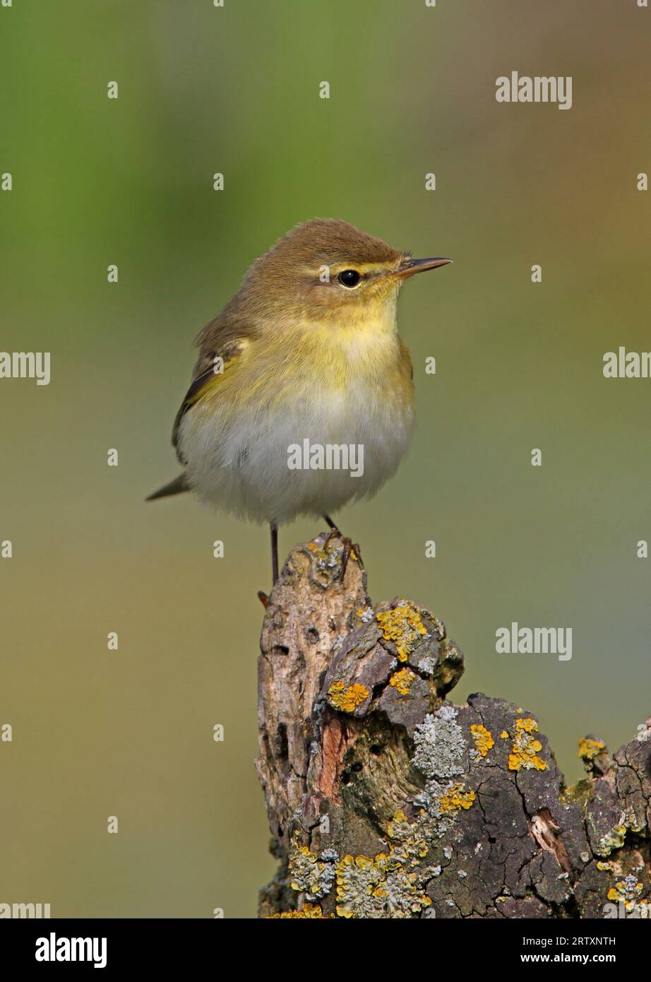Willow Warbler (Phylloscopus trochilus) adult perched on dead snag  Eccles-on-sea, Norfolk, UK.       April Stock Photo