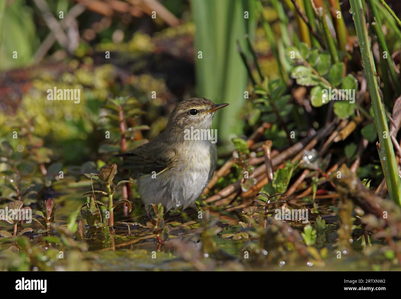 Willow Warbler (Phylloscopus trochilus) adult bathing in pond  Eccles-on-sea, Norfolk, UK.       April Stock Photo