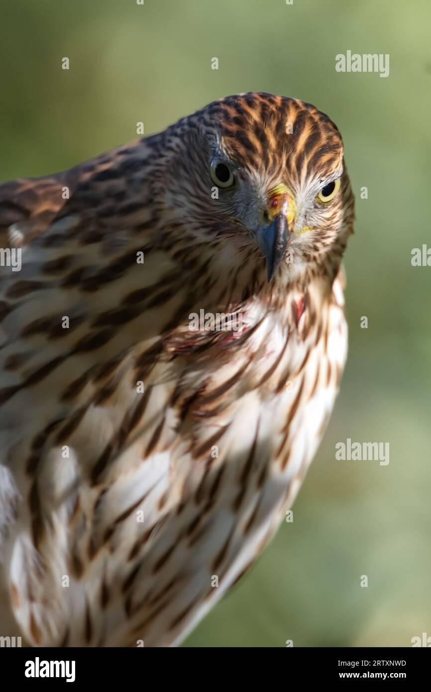 Blood of recent meal on Coopers Hawk beak and chest reflect bird of prey and predator status of raptor at Fort Lowell Park in Tucson, Arizona, America Stock Photo