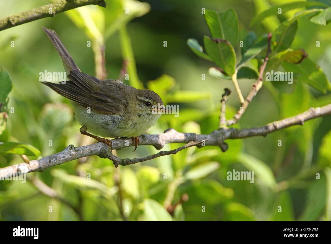Willow Warbler (Phylloscopus trochilus) adult crouched on branch  Eccles-on-sea, Norfolk, UK.       June Stock Photo