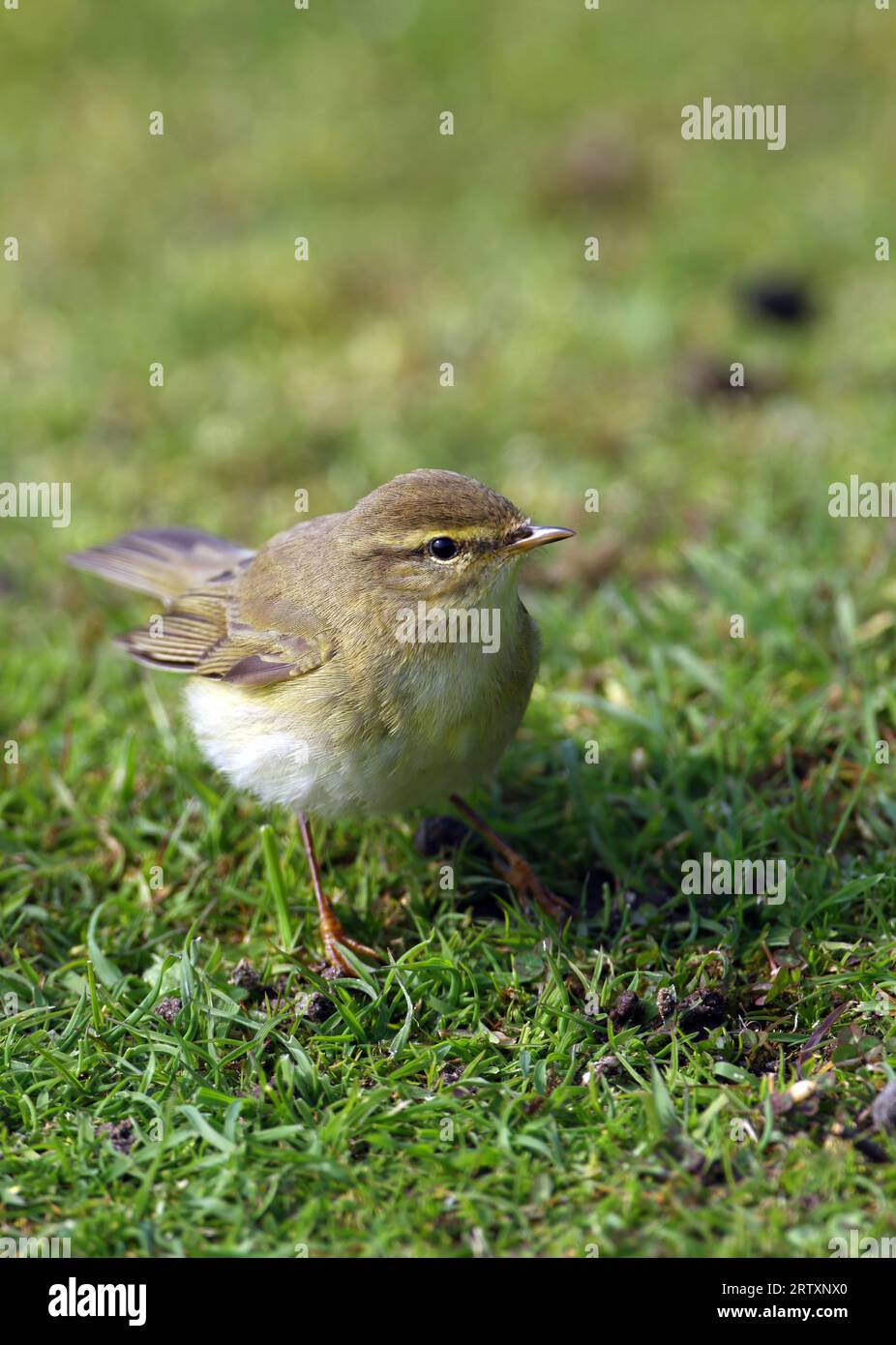 Willow Warbler (Phylloscopus trochilus) adult standing on short turf  Eccles-on-sea, Norfolk, UK.       April Stock Photo