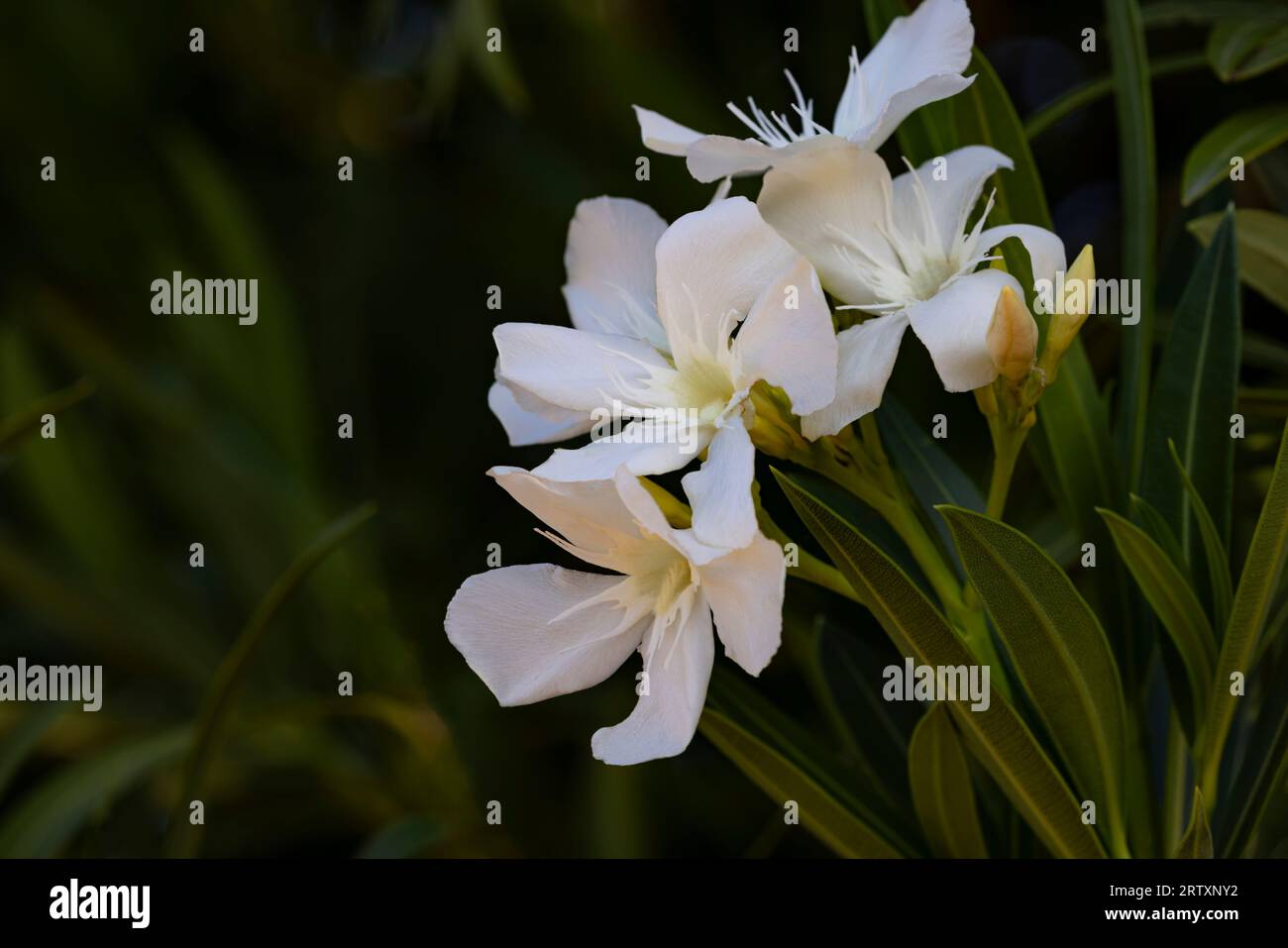 Several white oleander flowers accented against natural dark background with copy space on left of horizontal close up image Stock Photo