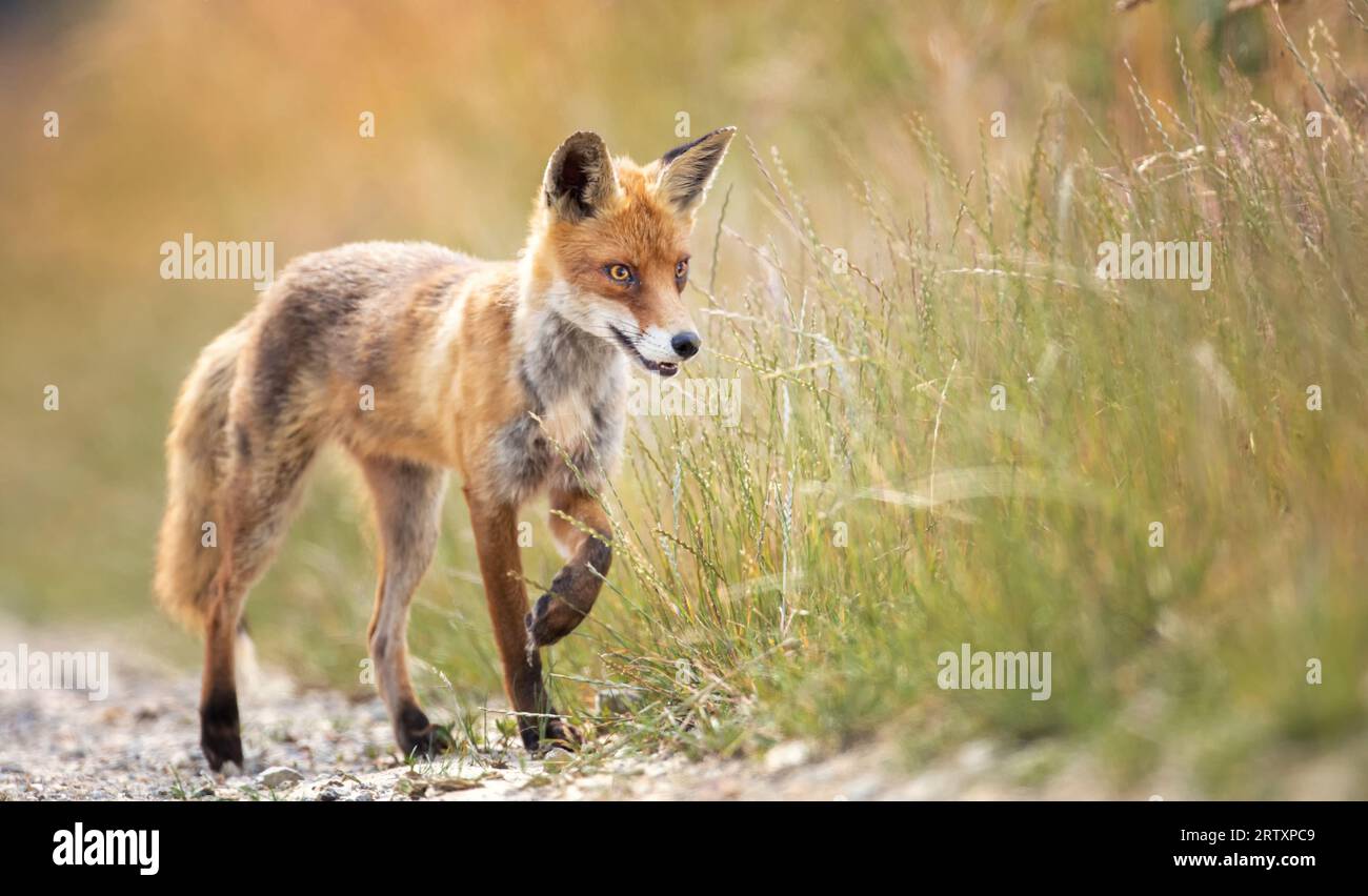Cute fox Vulpes a fox follows a path in the sun after his catch, the