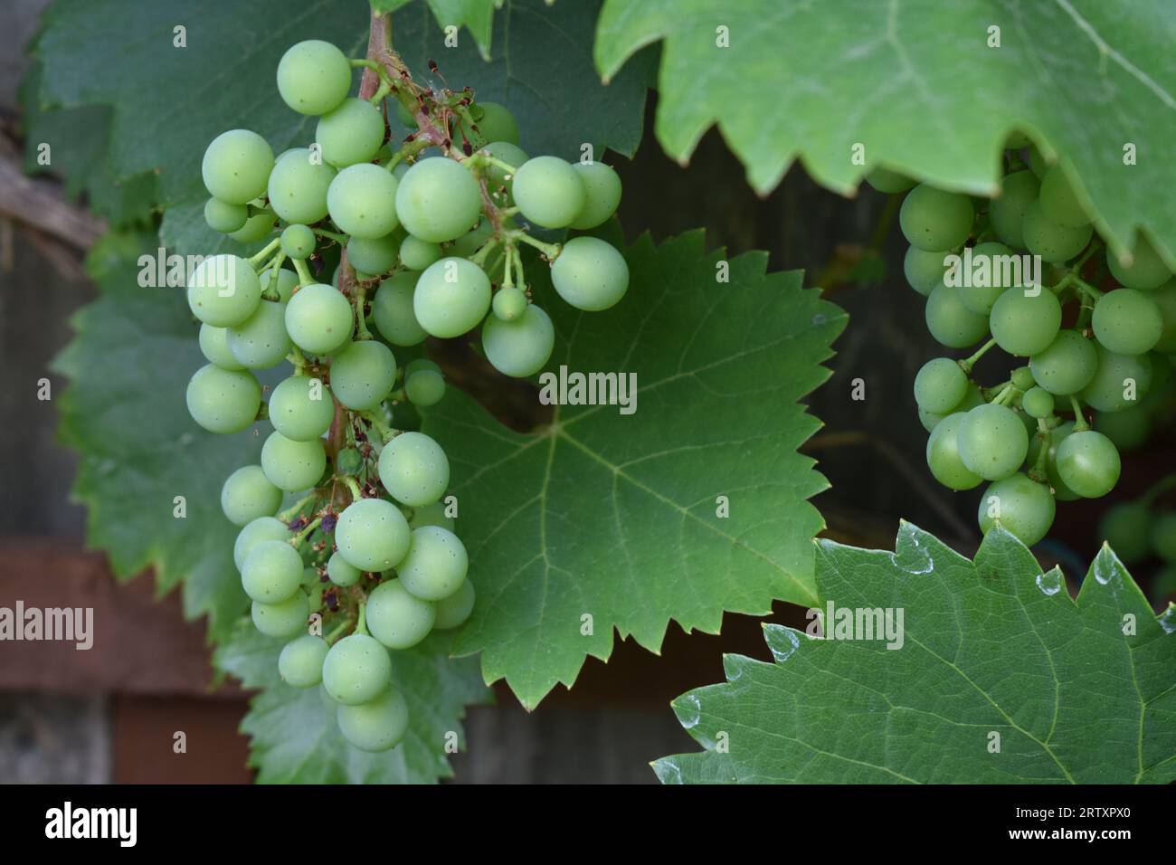 Grape vine uk hires stock photography and images Alamy