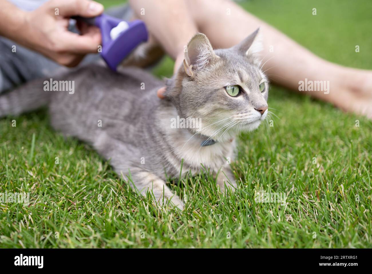 grooming process. brushing fur of domestic cat Stock Photo Alamy