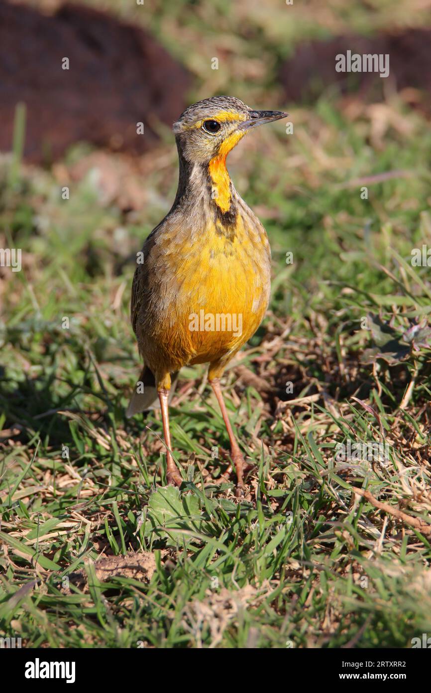 Cape Longclaw (Macronyx capensis), Adoo Elephant National Park, Port