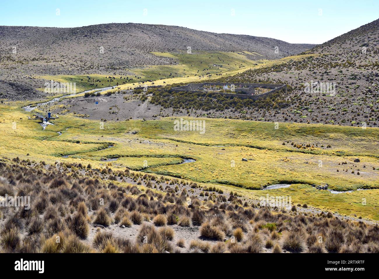 Bofedal (wetland) is a montane grassland whose dominant plant species are Distichia muscoides and Oxychloe andina (Juncaceae family). This photo was t Stock Photo