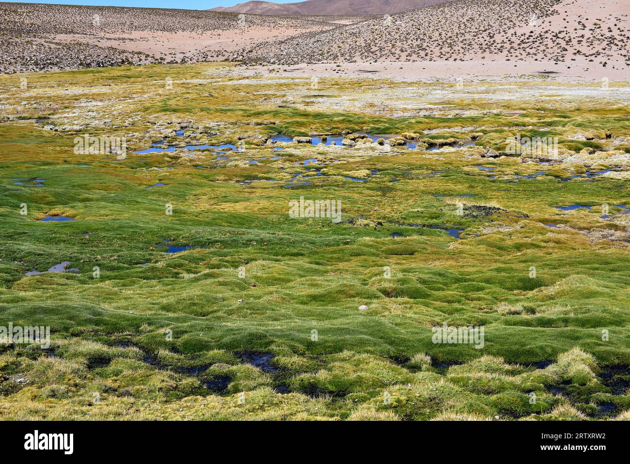 Bofedal (wetland) is a montane grassland whose dominant plant species are Distichia muscoides and Oxychloe andina (Juncaceae family). This photo was t Stock Photo