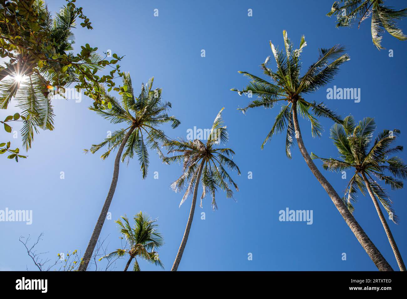 Coconut Palm Tree and Blue Sky, Koh Chang Island, Thailand. Stock Photo