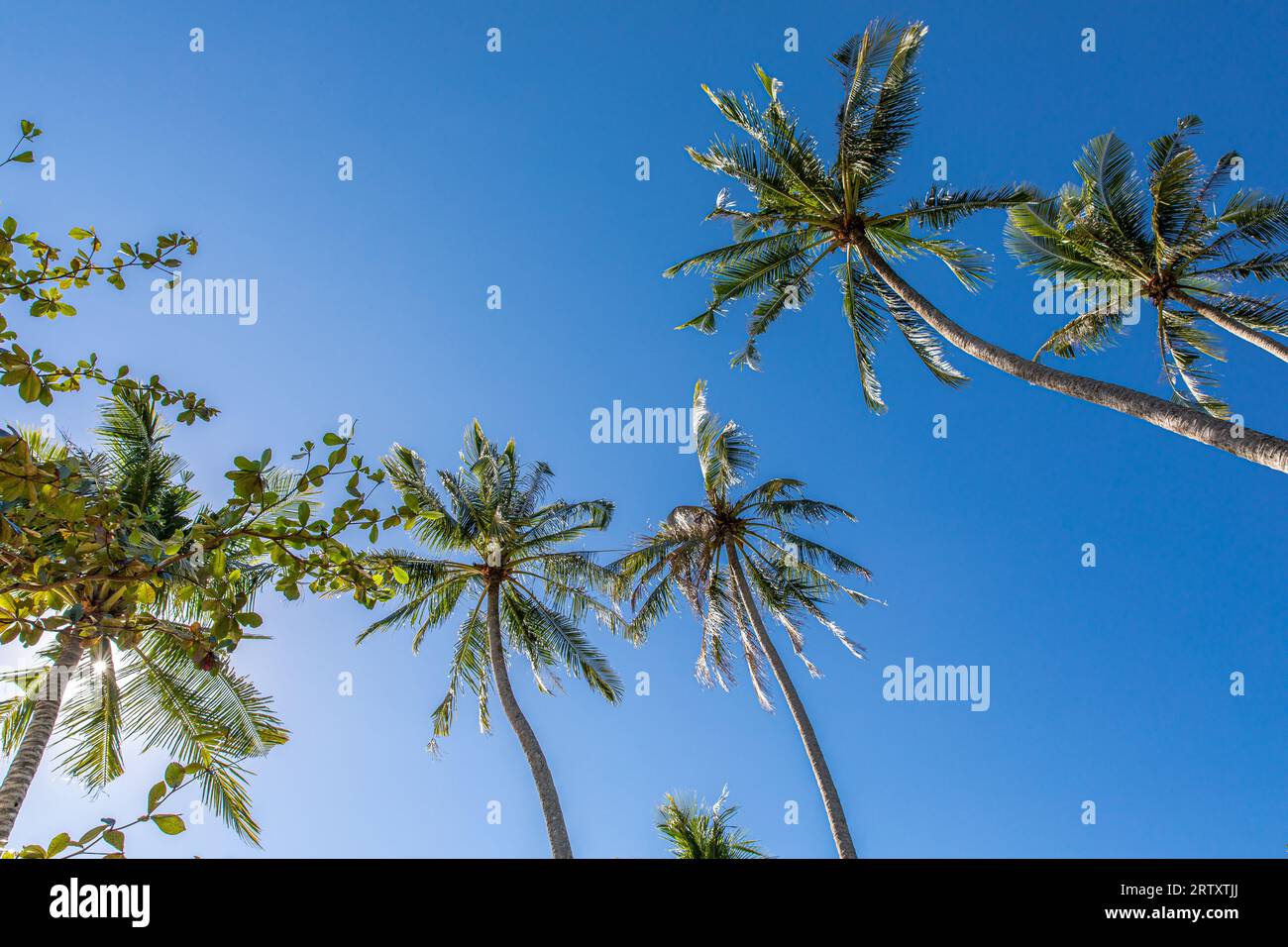 Coconut Palm Tree and Blue Sky, Koh Chang Island, Thailand. Stock Photo