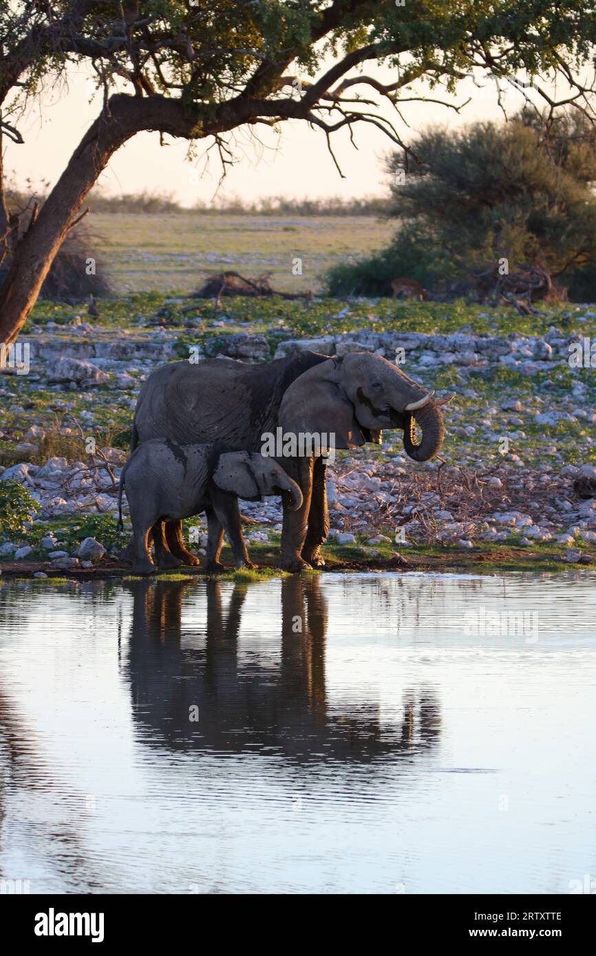 African bush elephant cow hi-res stock photography and images - Alamy