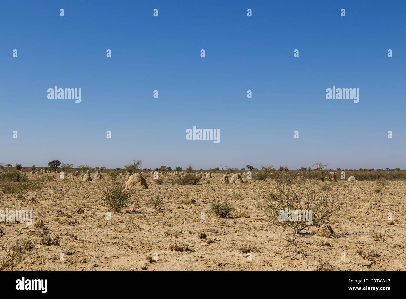 Termite mounds or ant hills in the Kgalagadi Trasnfrontier Park, South
