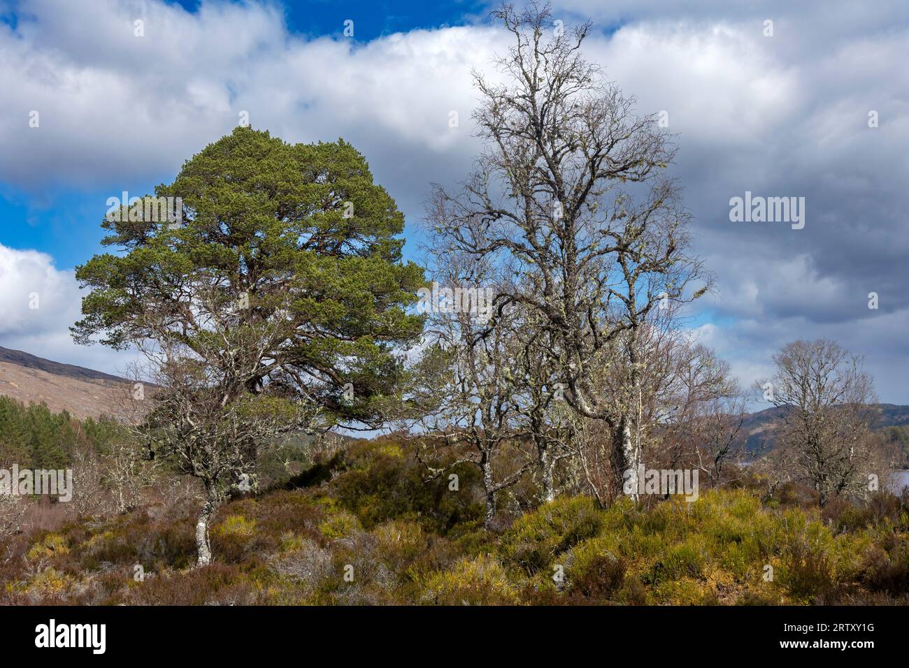 Forest drone scotland hi-res stock photography and images - Alamy