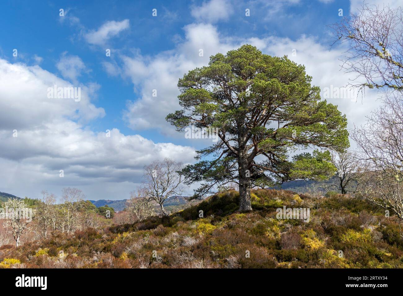 Trees at the head of Gen Affric, near Cannich, Highlands Scotland ...