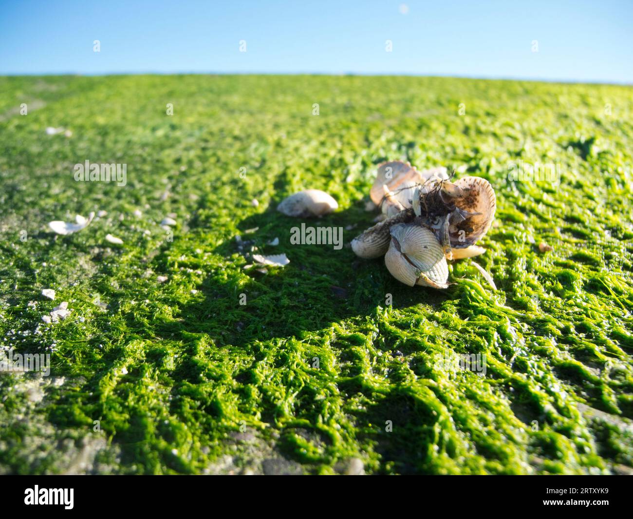 Empty mussel shells on an area of landed seaweed at the port of