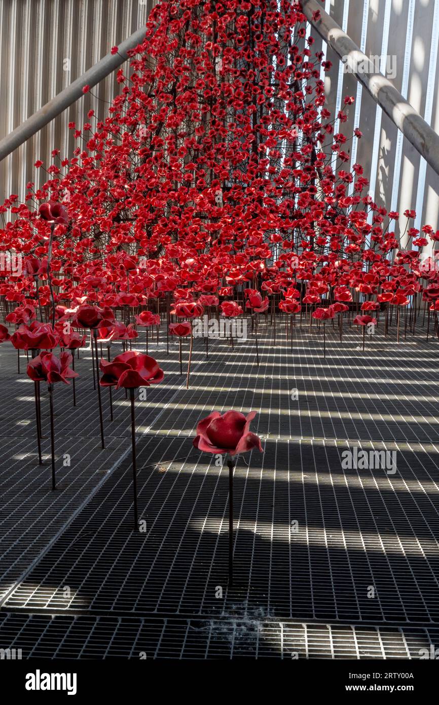 The Wall of Poppies, Imperial War Museum, Salford Quays, Manchester, England, Britain Stock Photo