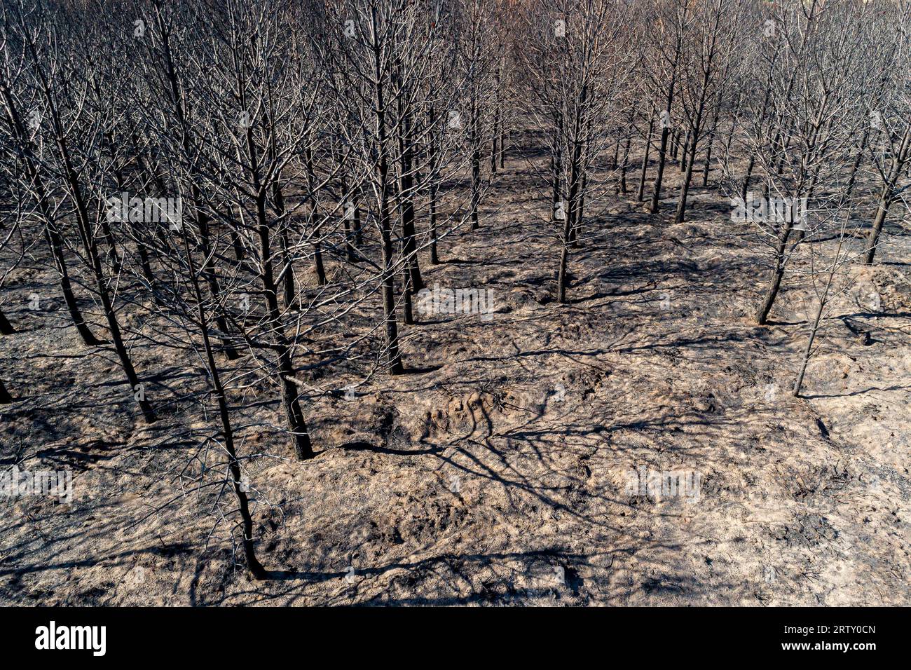 Dead forest after fire drone photo. Burnt trees after a forest fire. ecological catastrophy. Aerial view Stock Photo