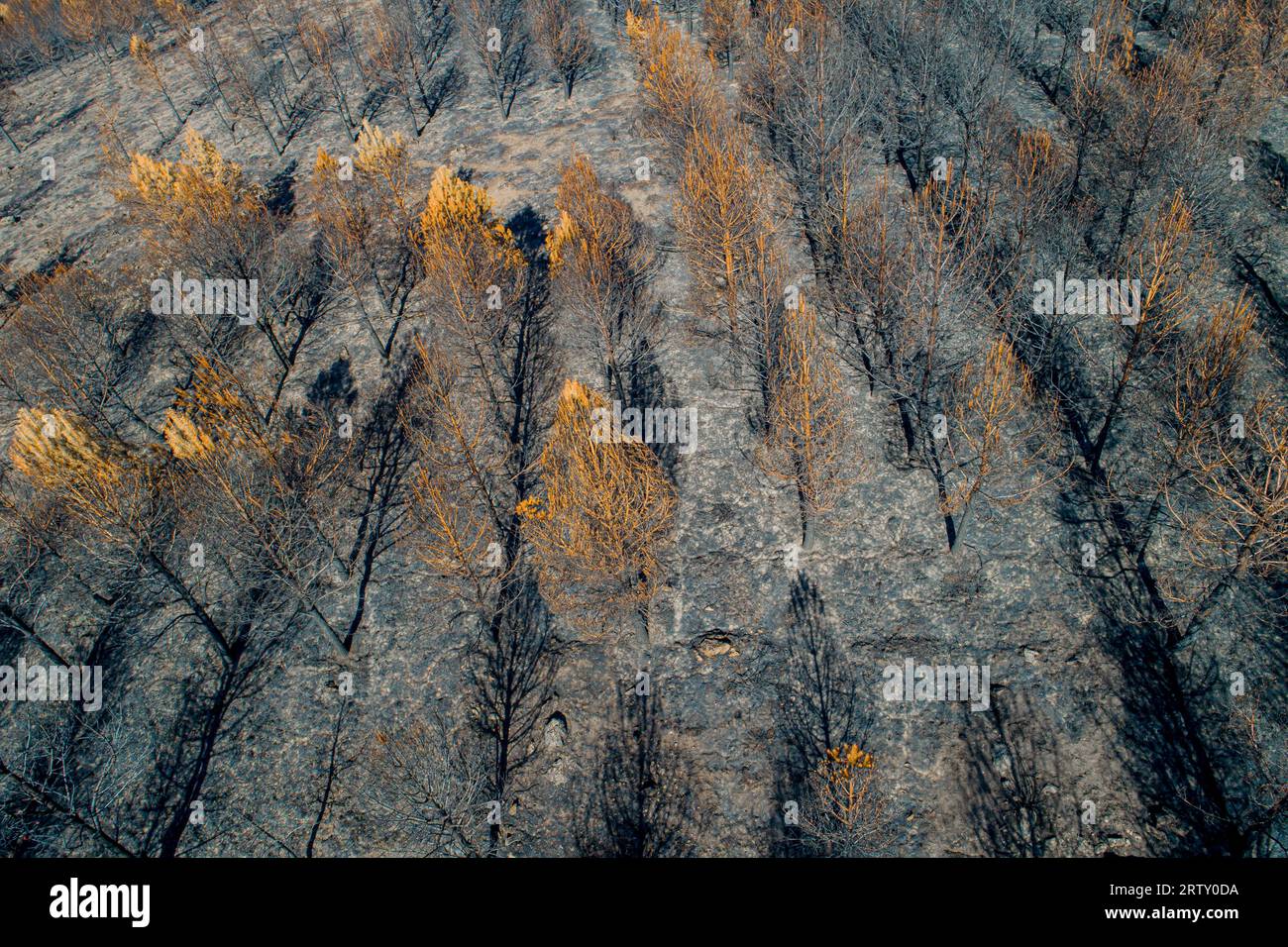 Aerial view, burnt pine forest. Dead forest after fire drone photo. Burnt trees after a forest fire. ecological catastrophy Stock Photo