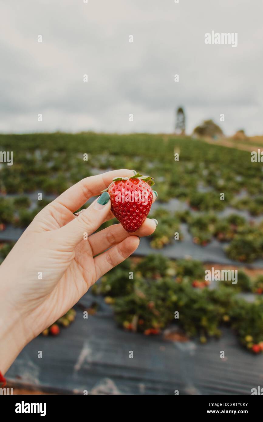 Close up hand picking strawberries hi-res stock photography and images ...