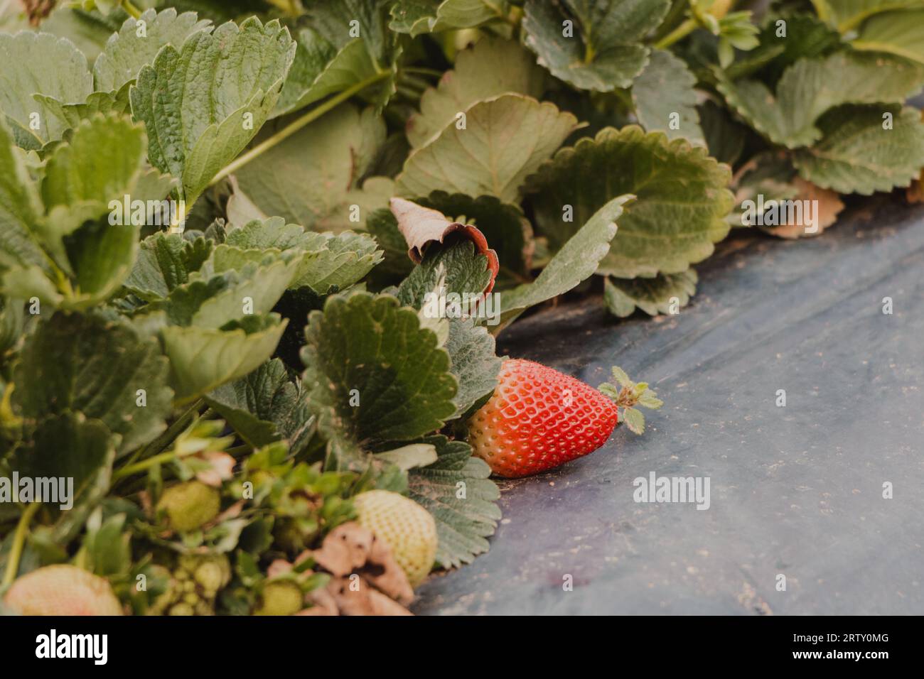 strawberry growing at the farm Stock Photo - Alamy
