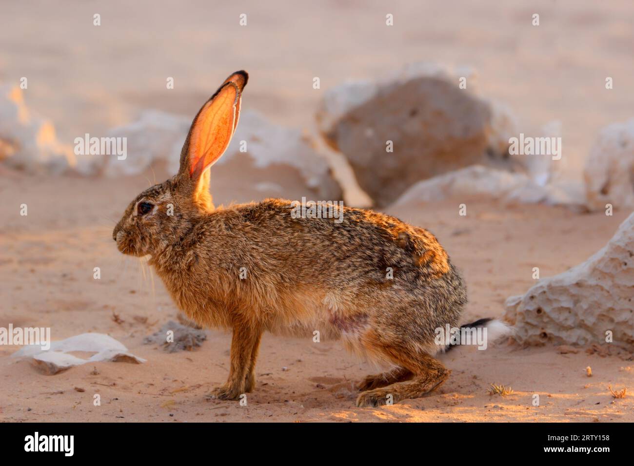 Scrub Hare or Cape Hare in the morning sun, Kgalagadi, Kalahari, South Africa Stock Photo