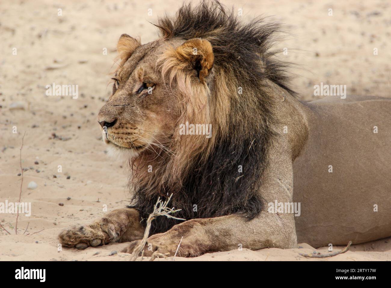 Male lion in the Kgalagadi Transfrontier Park, Kalahari, South Africa Stock Photo