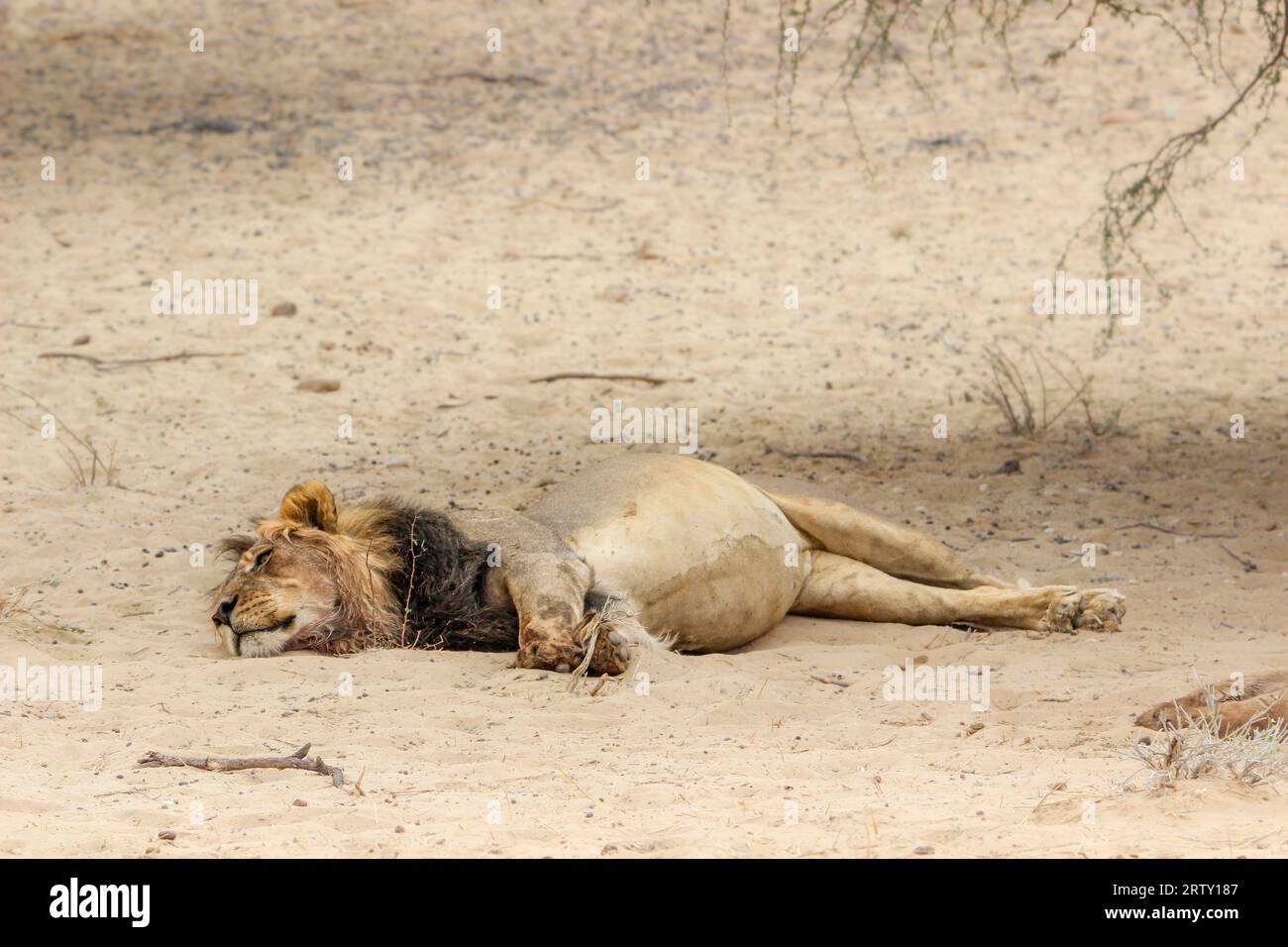 Male lion in the Kgalagadi Transfrontier Park, Kalahari, South Africa Stock Photo