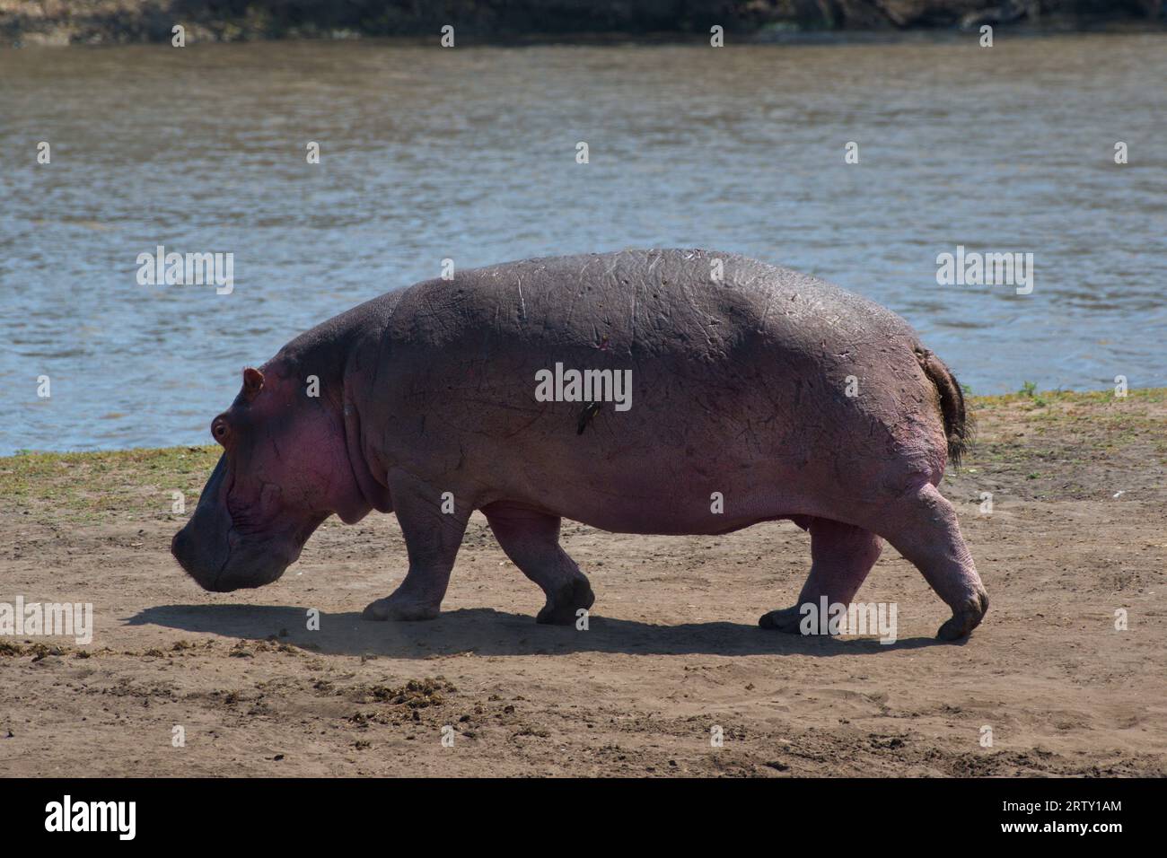 Hippopotamus out of the water.. Hipopótamo fuera del agua Stock Photo