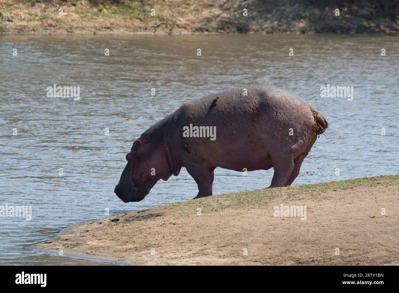 Hippopotamus out of the water.. Hipopótamo fuera del agua Stock Photo