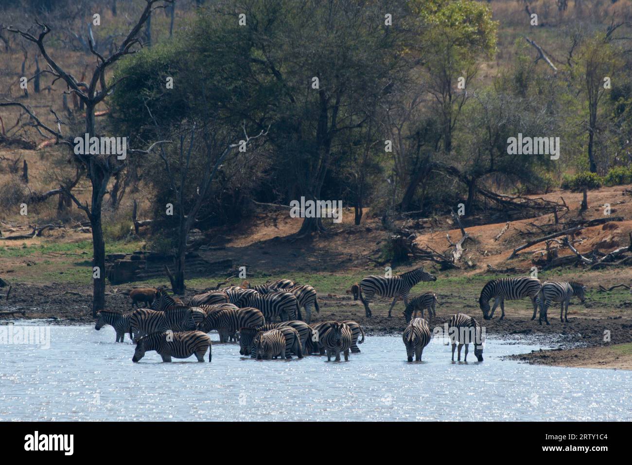 Herd of zebras drinking in a lagoon. manada de cebras bebiendo en una laguna Stock Photo