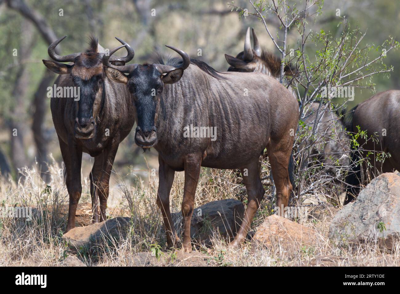 Wildebeest in Africa. Ñus en África Stock Photo