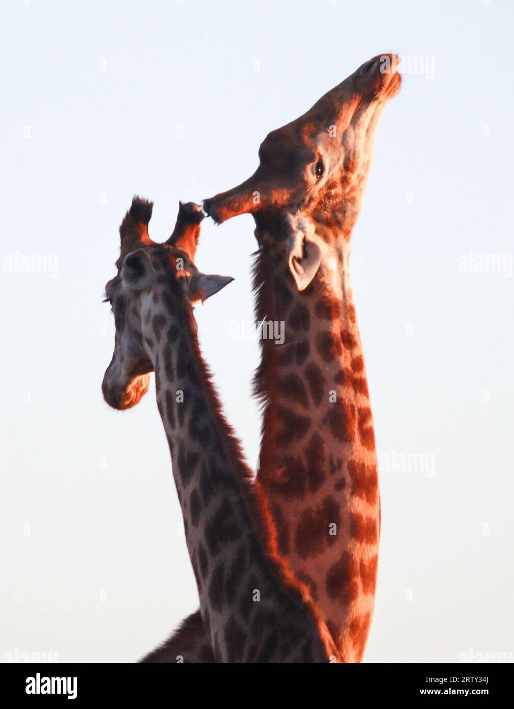 close up of two giraffes neck and heads interlocked Stock Photo
