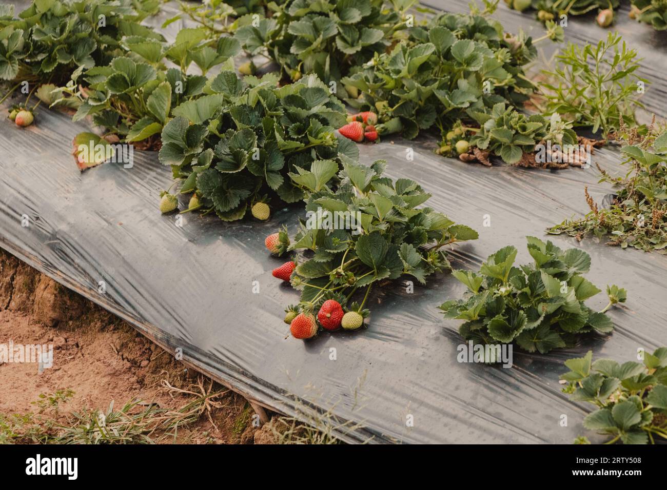 strawberry seedlings growning at the ground Stock Photo - Alamy