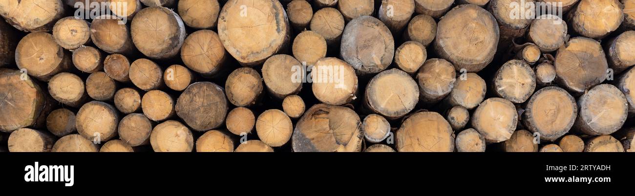 freshly cut fir logs stacked Stock Photo