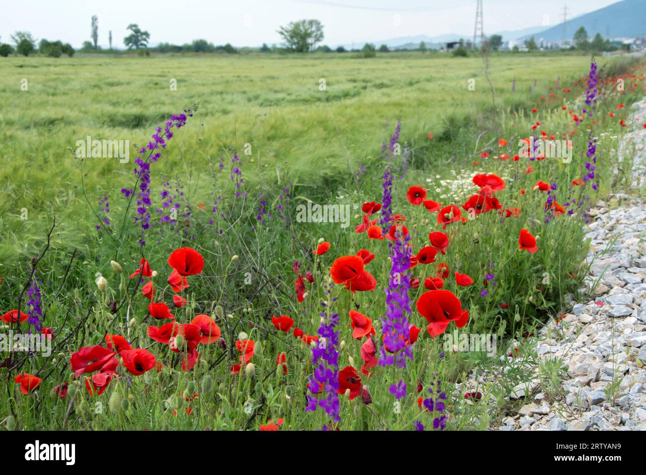 Purple larkspurр, small white chamomile and red poppy flowers blooming in early summer in a field close to the road in Bulgaria. Horizontal image with Stock Photo