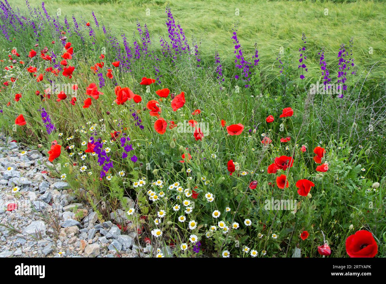 Purple larkspurр, small white chamomile and red poppy flowers blooming in early summer in a field close to the road in Bulgaria. Horizontal image with Stock Photo