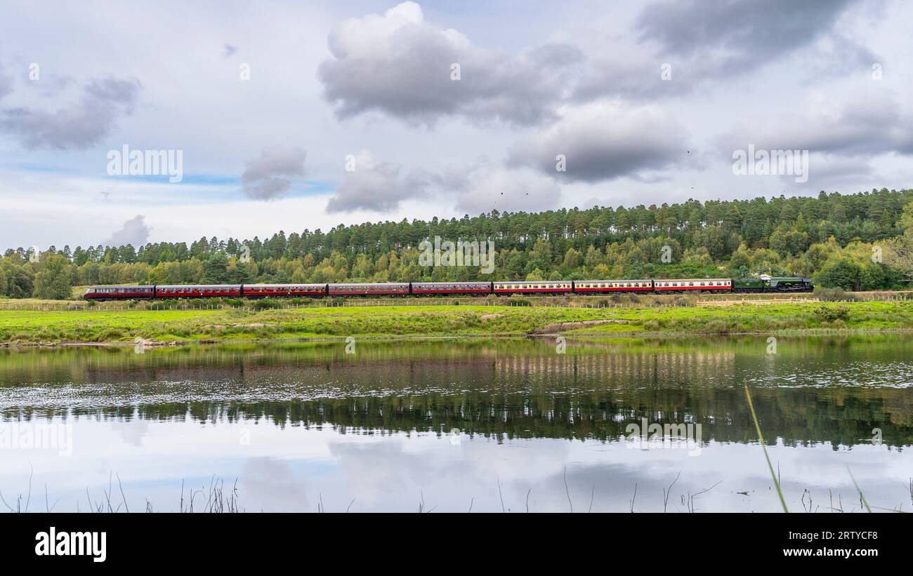 Boat of Garten, Scotland, UK. 15th September 2023. The Flying Scotsman steam train pulling coaches of steam train enthusiasts on the Strathspey railwa Stock Photo