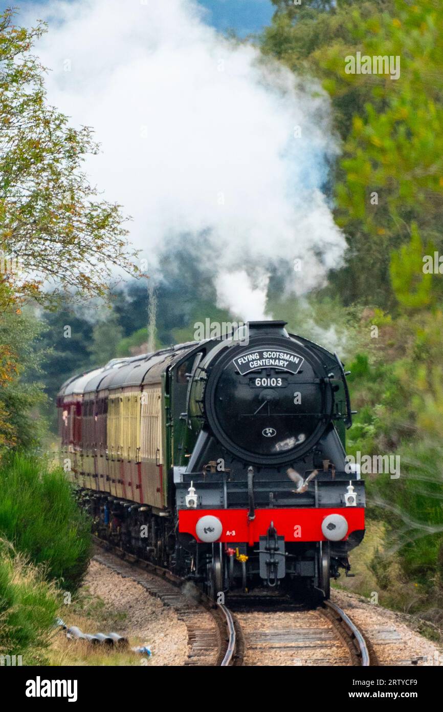 Boat of Garten, Scotland.15th September 2023. The Flying Scotsman steam train pulling coaches of steam train enthusiasts on the Strathspey railway Stock Photo