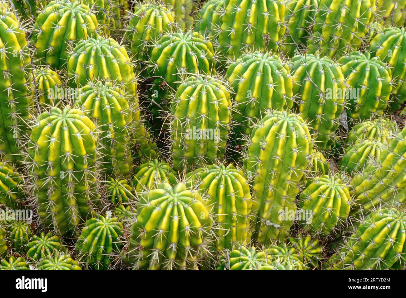 Easter lily cactus, Desert Botanical Garden, Papago Park, Phoenix ...