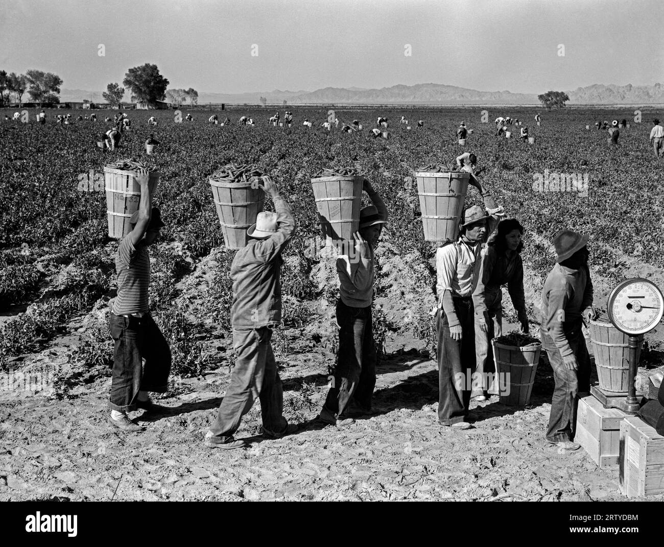 Calipatria, California   1939 Pea pickers in Imperial County line up on the edge of the field at the weigh scale. Stock Photo