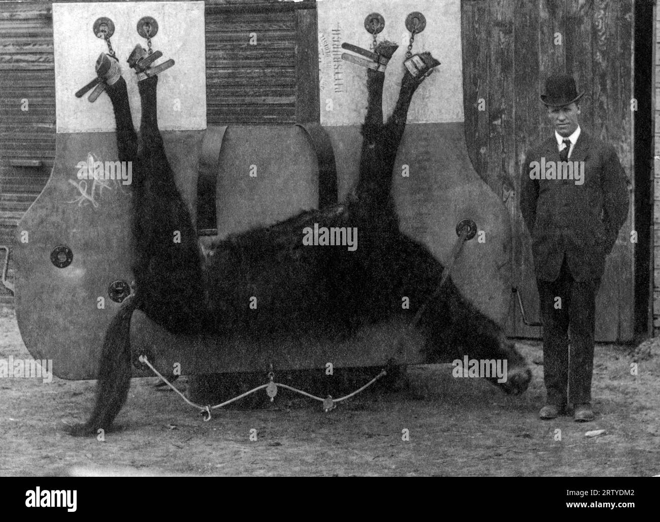 Looking back at other horse Black and White Stock Photos & Images Alamy