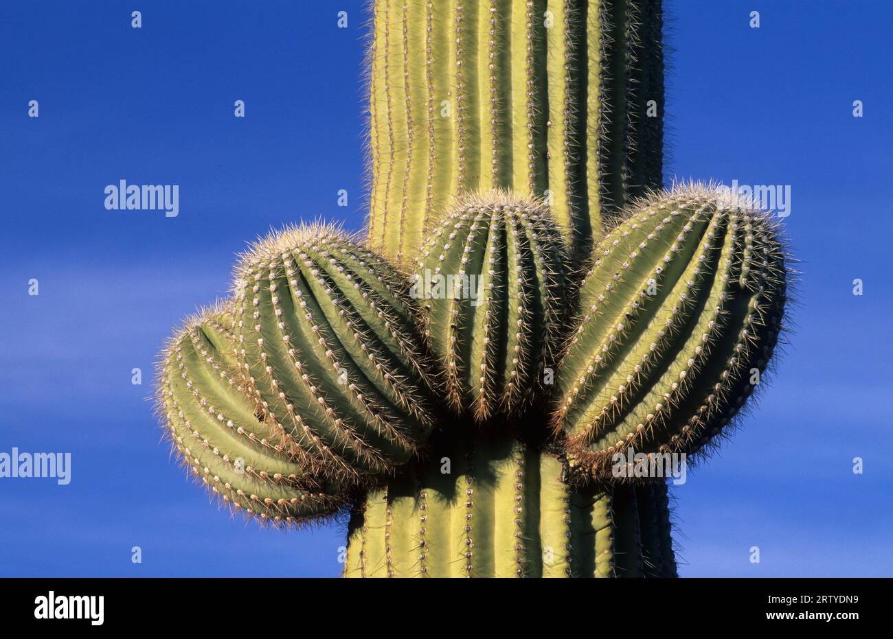 Table top wilderness hires stock photography and images Alamy