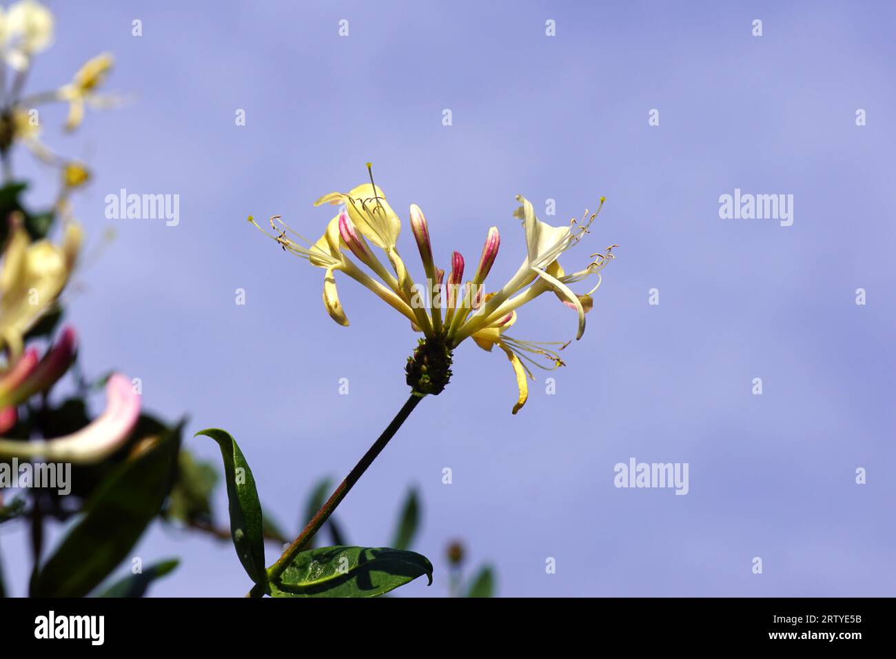 Flowering Lonicera periclymenum (honeysuckle, common honeysuckle, European honeysuckle, woodbine). Blue sky. Family Caprifoliaceae. Dutch garden, Sept Stock Photo