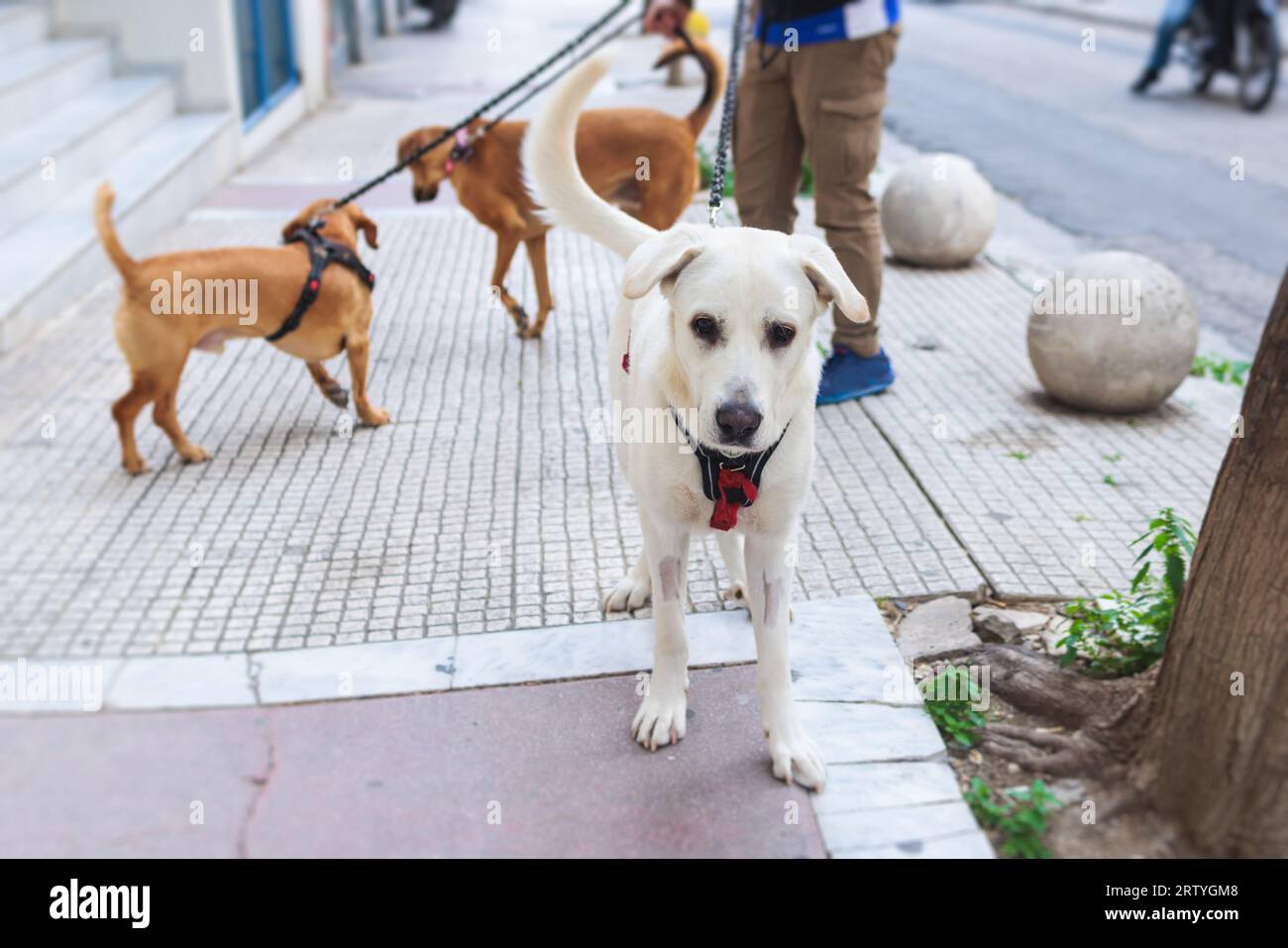 Dog walker leash multiple cheap dogs