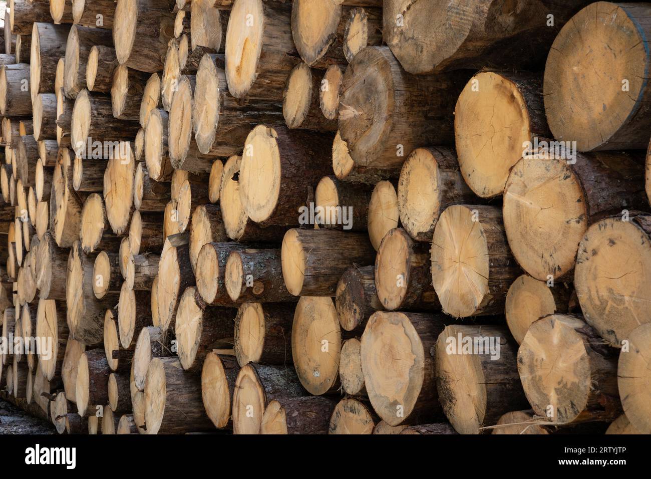 freshly cut fir logs stacked Stock Photo