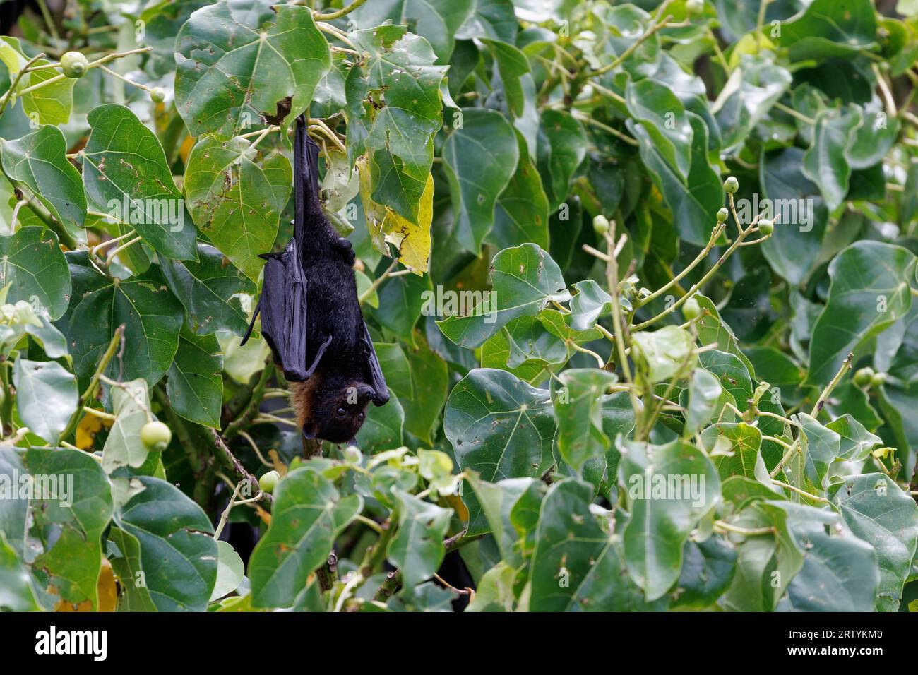 Bat animal small tree hi-res stock photography and images - Alamy