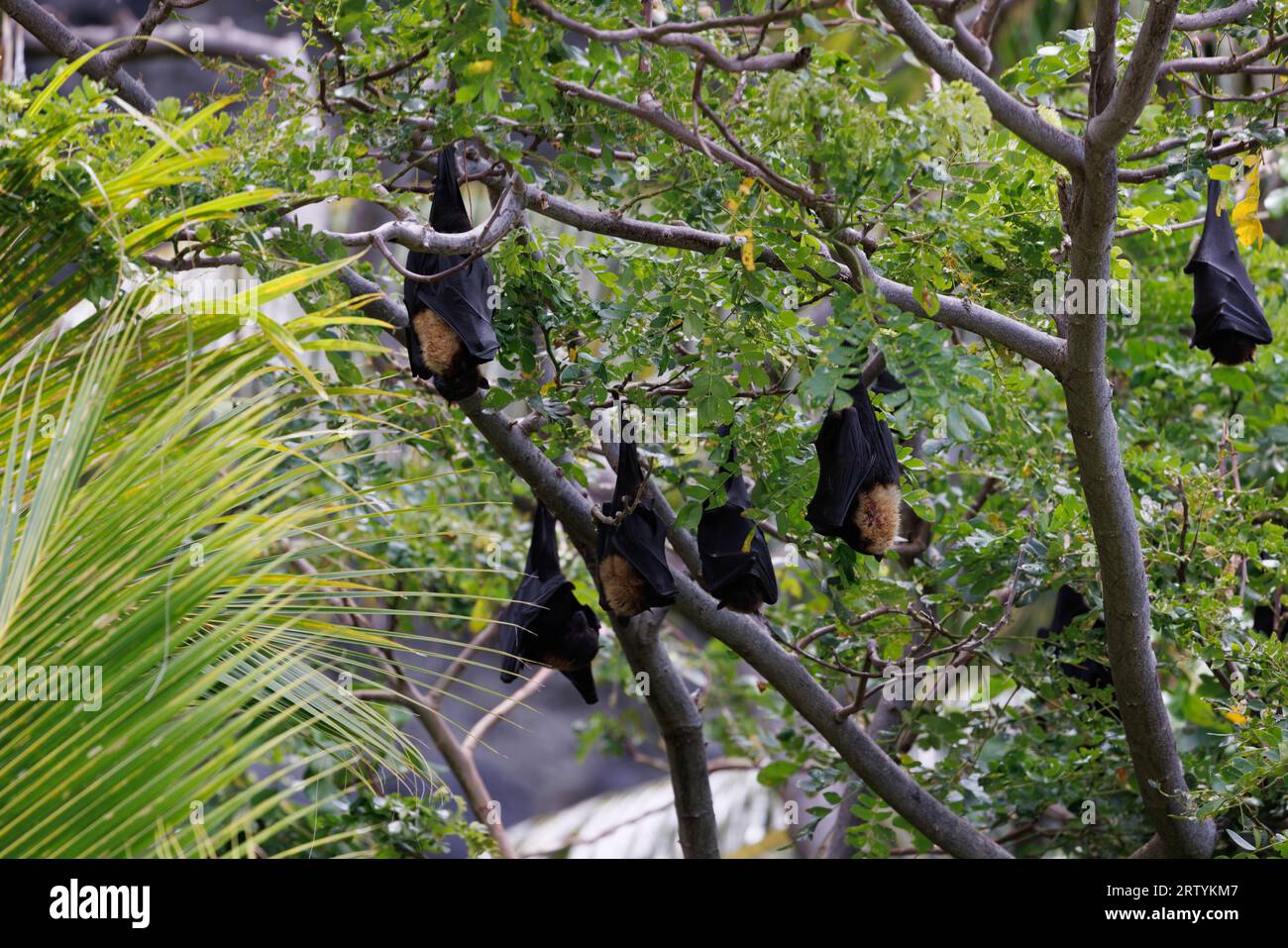 fruit bats hanging in pal trees Stock Photo